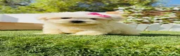 Bichón Maltés perros en venta: BICHON MALTES - HEMBRA - Anuncio 8
