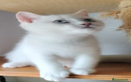Británico de Pelo Corto gatos en venta: British Blanco Macho - Imagen 4