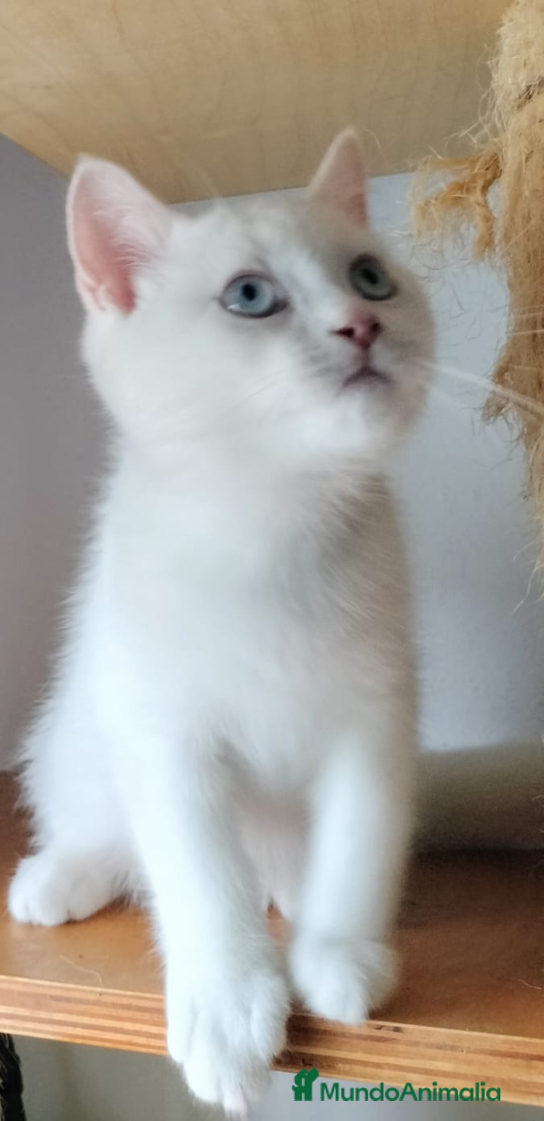 Británico de Pelo Corto gatos en venta: British Blanco Macho - Imagen 4