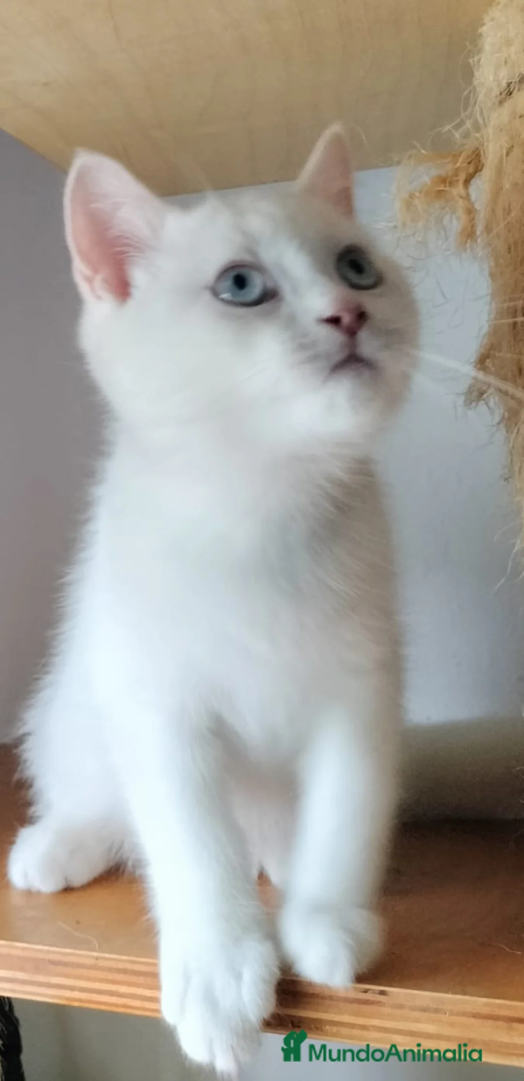 Británico de Pelo Corto gatos en venta: British Blanco Macho - Anuncio 4