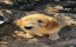 Goldendoodle perros en venta: Goldendoodle  - Imagen 4