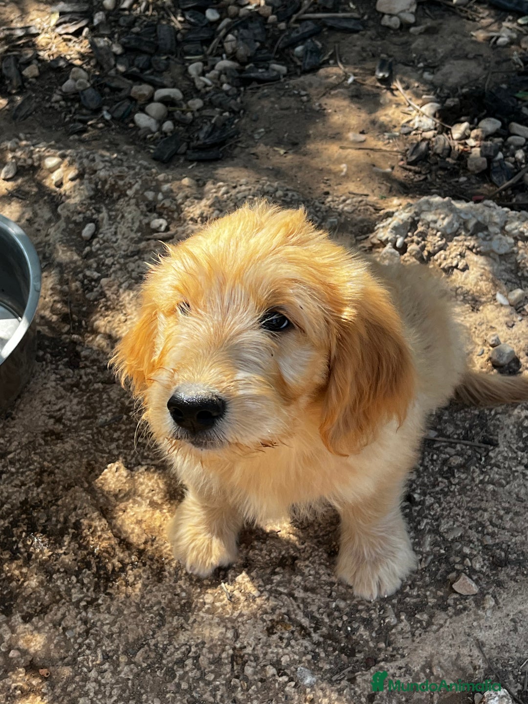 Goldendoodle perros en venta: Goldendoodle  - Imagen 4