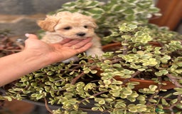 Maltipoo perros en venta: Maltipoo macho !!! - Imagen 1