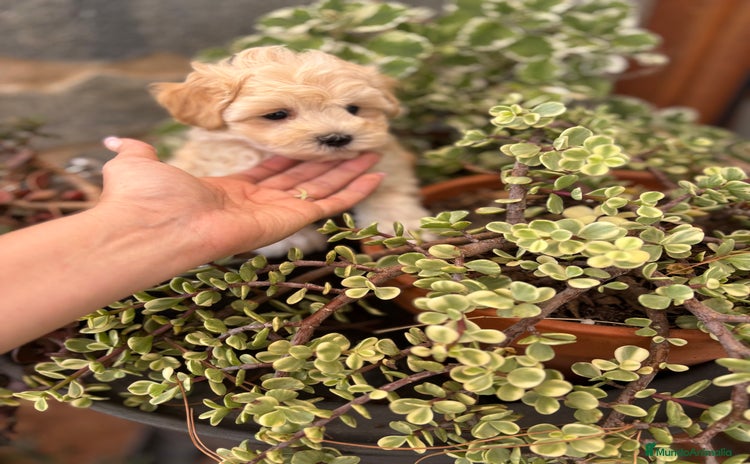 Maltipoo perros - Anuncio 2