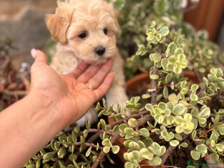 Maltipoo perros - Anuncio 2