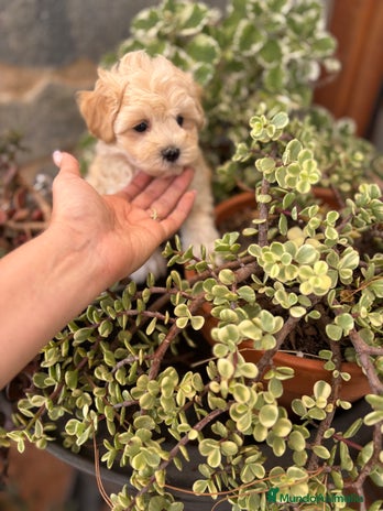 Maltipoo perros - Anuncio 3