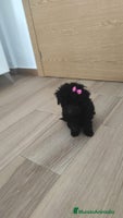 Caniche Toy perros en Murcia - Anuncio 7