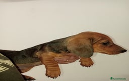 Teckel perros en venta: Última Hembra de teckel  en Murcia - Imagen 1