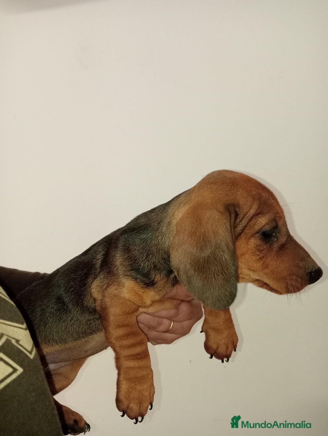 Teckel perros en venta: Última Hembra de teckel  en Murcia - Imagen 1