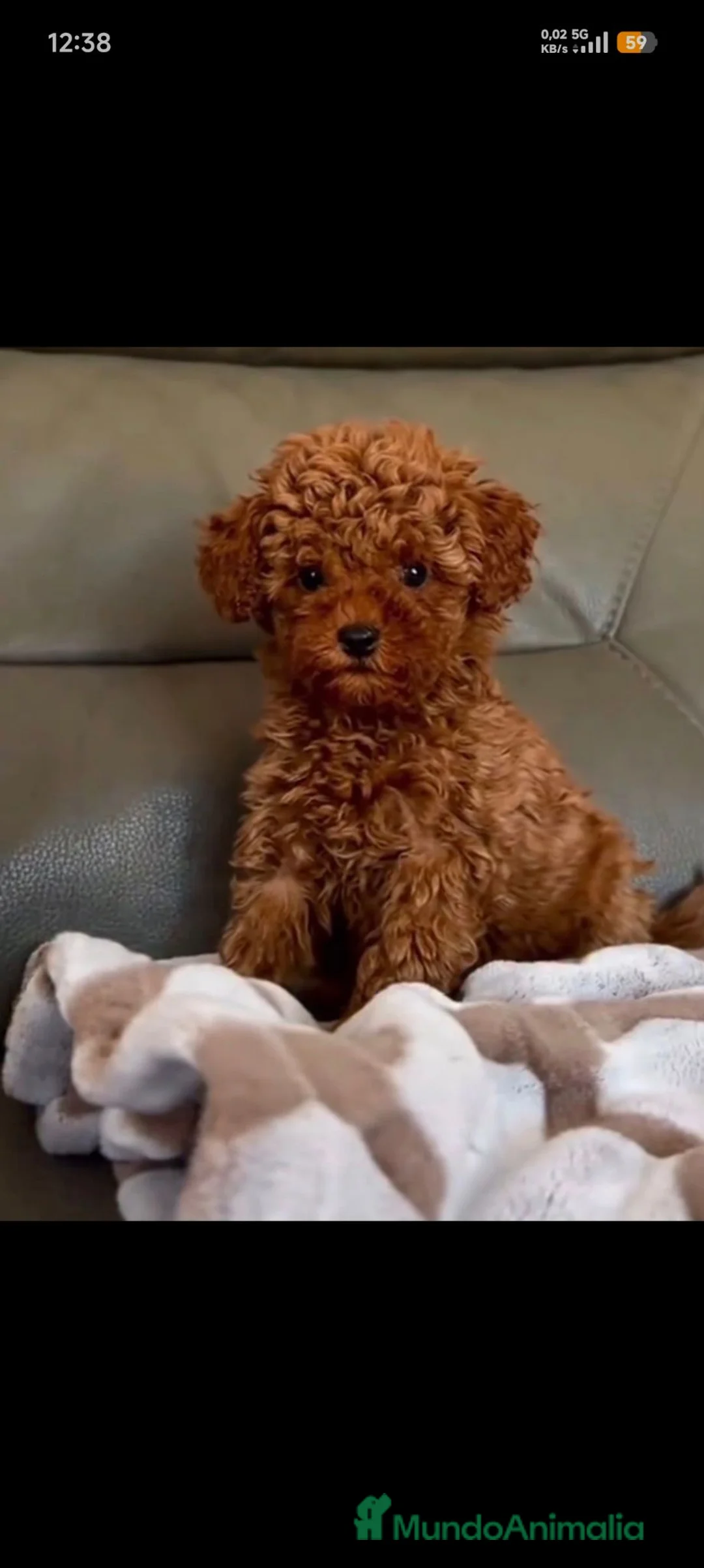 Caniche Toy perros en venta: Caniche toy  - Anuncio 1
