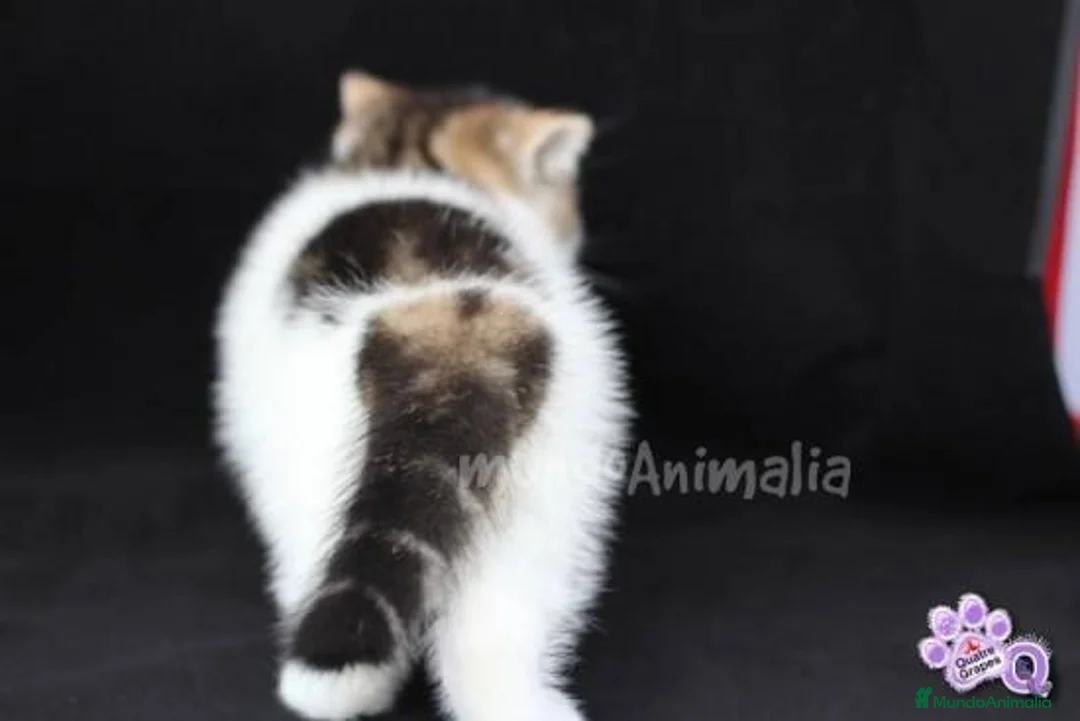 Imagen de galería {{count}}