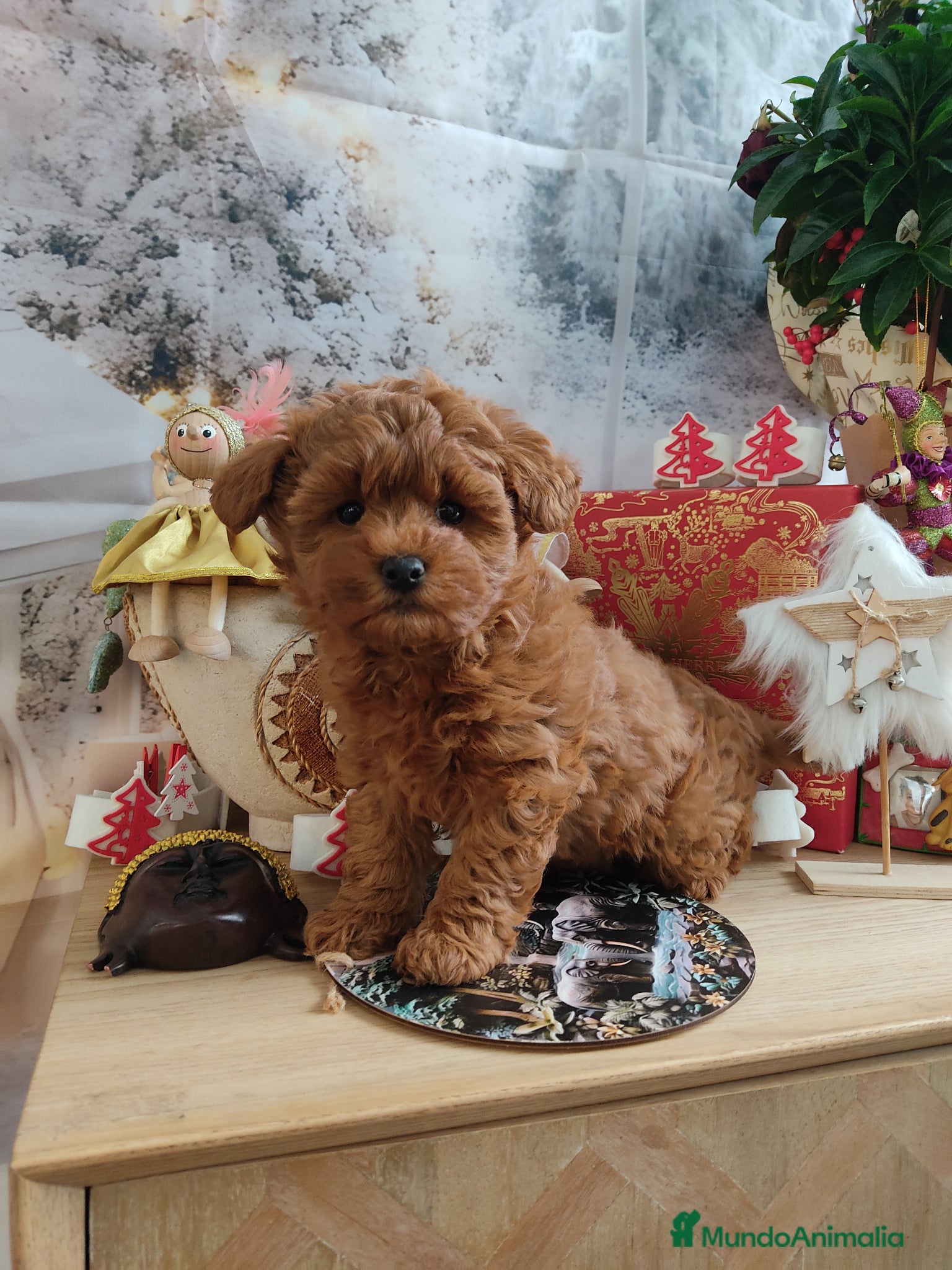 Caniche Toy perros Caniche miniatura  - Anuncio 1