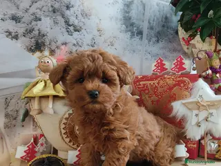 Caniche Toy perros Caniche miniatura - Anuncio 1