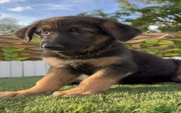 Pastor Alemán perros en venta: PASTOR ALEMAN HEMBRA - Imagen 2