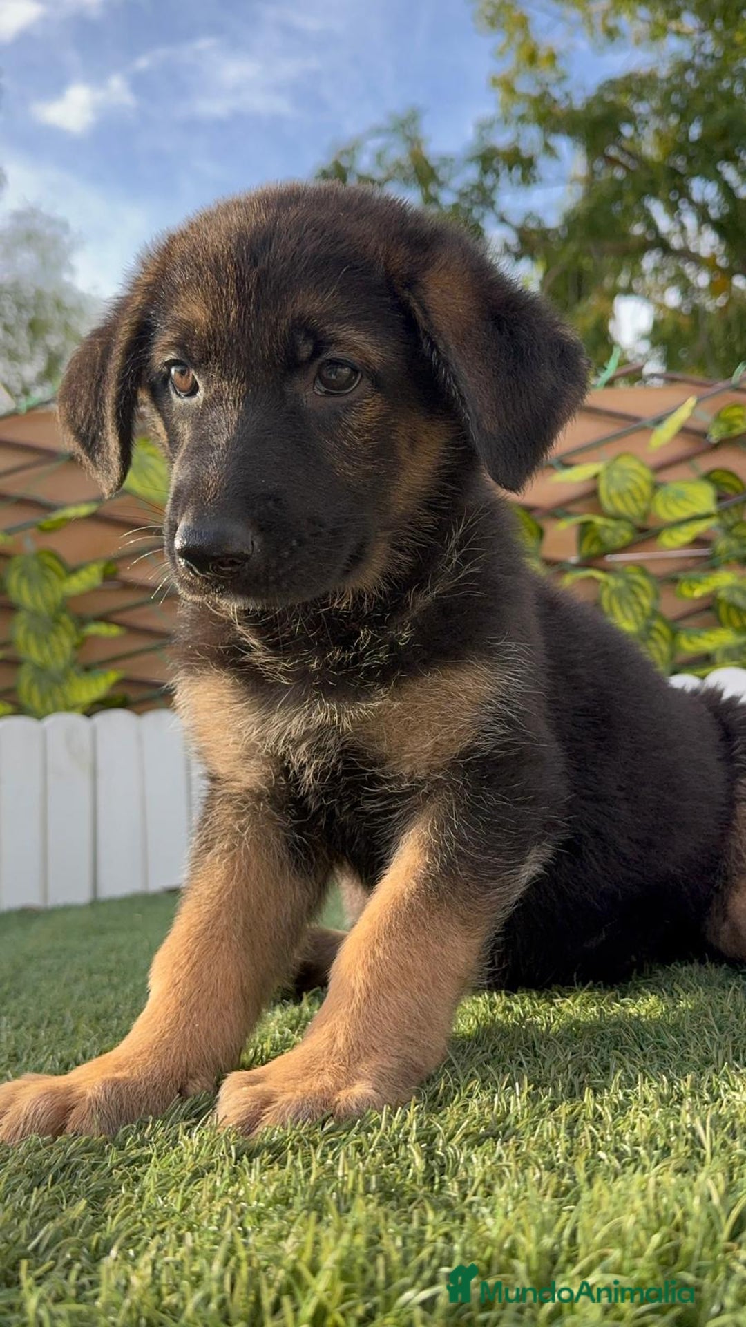 Pastor Alemán perros en venta: PASTOR ALEMAN HEMBRA - Imagen 2