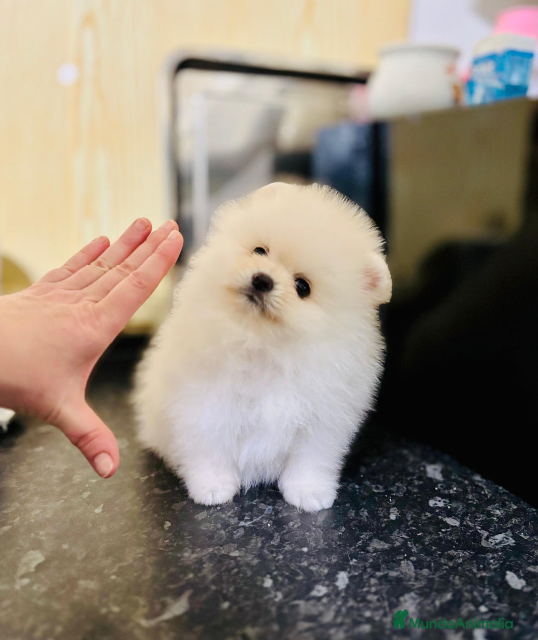 Pomerania perros en venta: Pomeranian rusos  - Anuncio 2