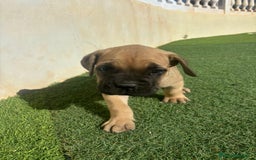 Cane Corso perros en venta: Cane Corso  - Anuncio 7