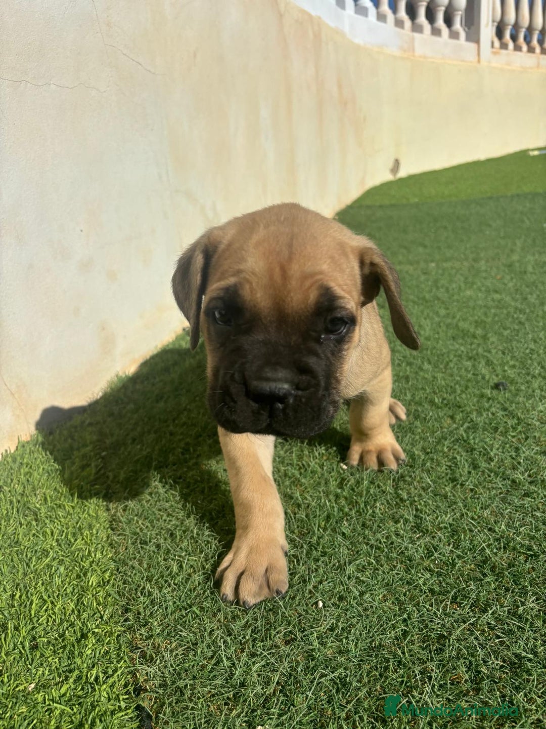 Cane Corso perros en venta: Cane Corso  - Anuncio 7