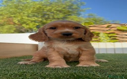 Cocker Spaniel Inglés perros en venta: COCKER SPANIEL INGLES MACHO - Imagen 4