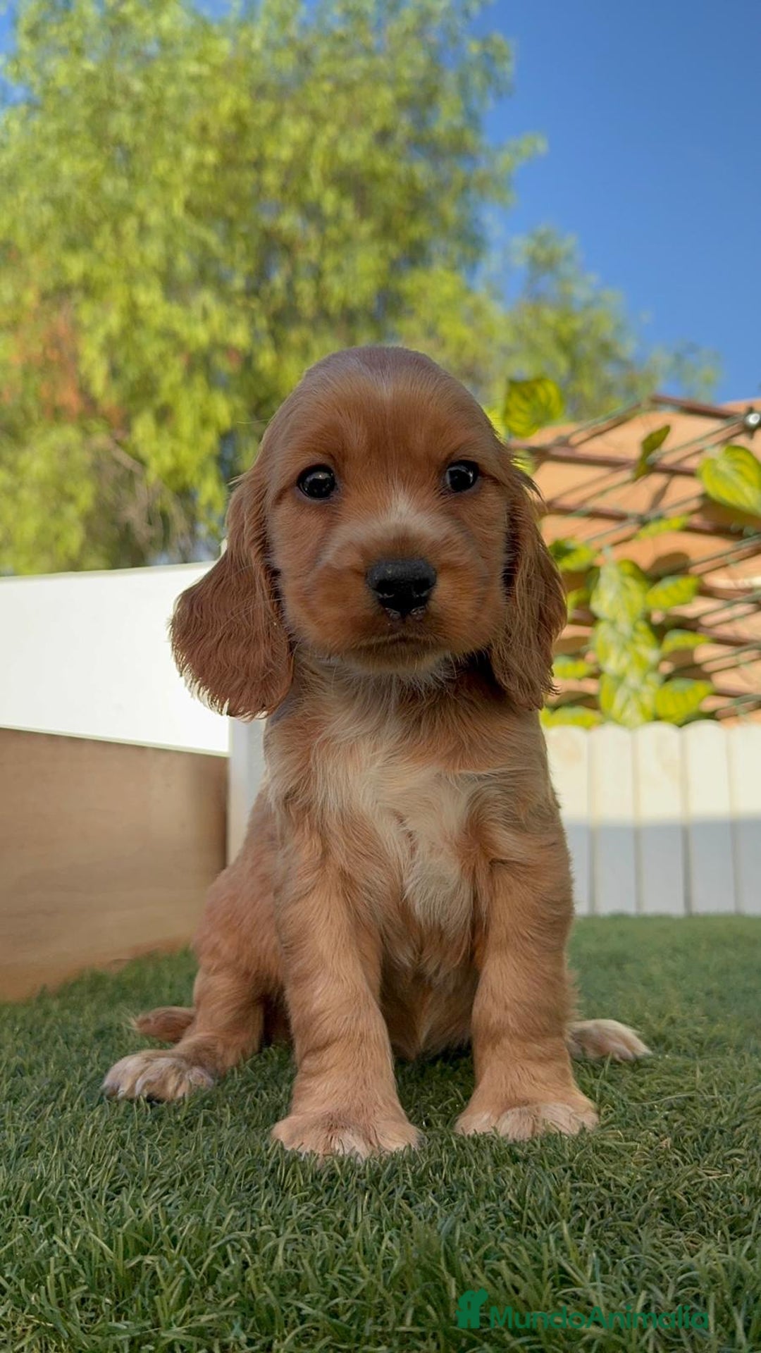 Cocker Spaniel Inglés perros en venta: COCKER SPANIEL INGLES MACHO - Imagen 4