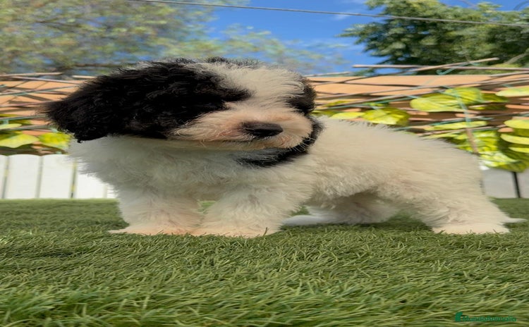 Perro de Agua Español perros - Propaganda 7