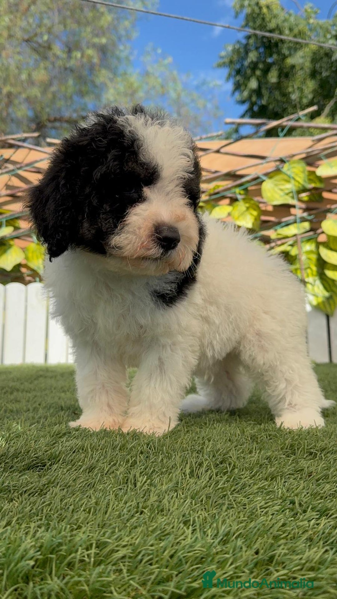 Perro de Agua Español perros en venta: PERRO DE AGUA MACHO - Imagen 1