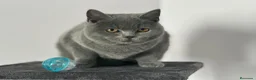 Británico de Pelo Corto gatos en venta: EXCLUSIVOS BRITISH SHORTHAIR BLACK - Anuncio 4