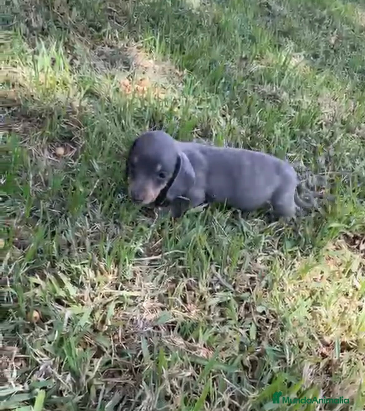 Teckel Miniatura perros Macho Teckel blue - Anuncio 1