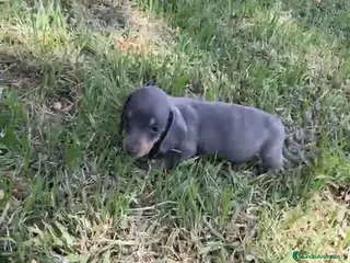 Teckel Miniatura perros Macho Teckel blue - Anuncio 1