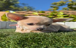 Chihuahua perros en venta: CHIHUAHUA HEMBRA - Anuncio 10
