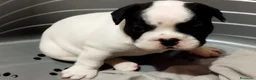 Bulldog Francés perros en venta: Cachorros Bulldog francés  - Anuncio 4