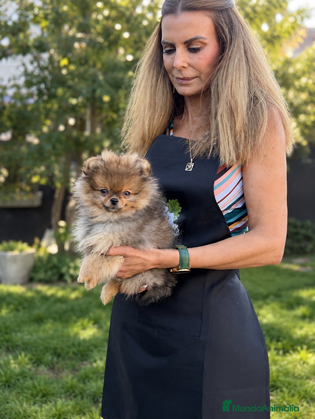 Pomerania perros Hembra Pomerania Naranja sable - Anuncio 1