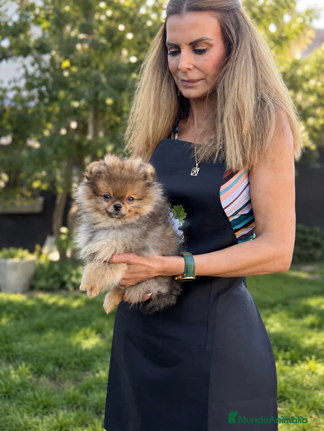 Pomerania perros en venta: Hembra Pomerania Naranja sable - Anuncio 1