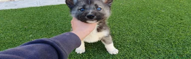 Husky Siberiano Cachorro 1