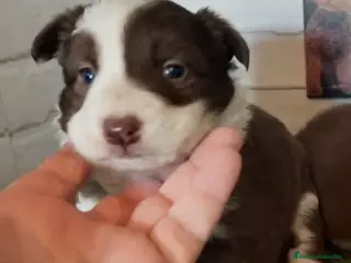 Border Collie perros Border Collie - Anuncio 2