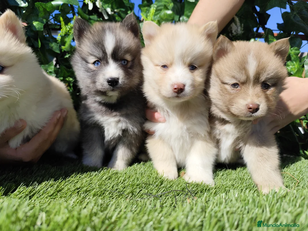 Pomsky perros en venta: Pomsky  - Anuncio 7