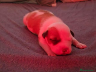 American Staffordshire-Terrier perros - Anuncio 2