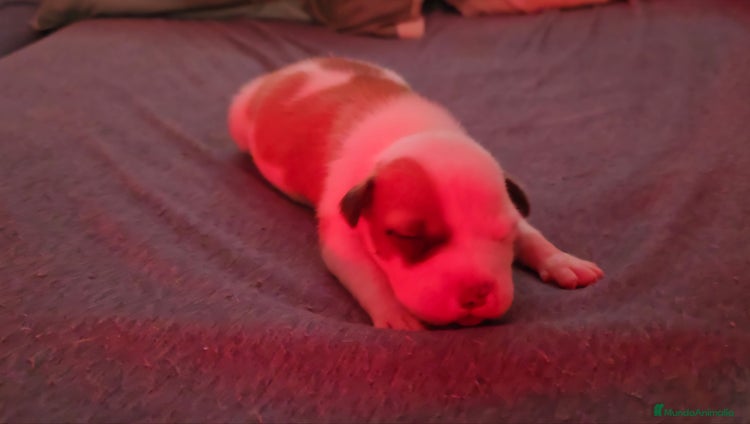 American Staffordshire-Terrier perros - Anuncio 1