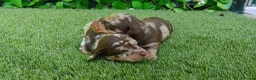 Teckel Miniatura perros en venta: Precioso cachorro Teckel mini arlequín chocolate - Anuncio 2