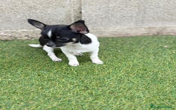 Chihuahua perros en venta: Chihuahua micro toy - Imagen 5