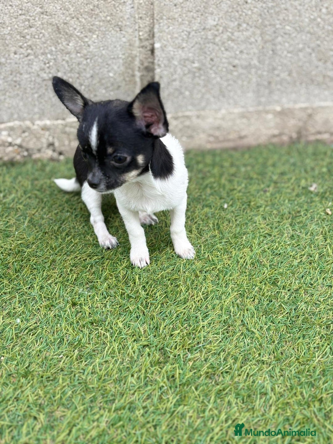 Chihuahua perros en venta: Chihuahua micro toy - Imagen 5