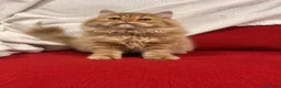 Británico de Pelo Largo gatos en venta: Hembra British Longhair  - Anuncio 5
