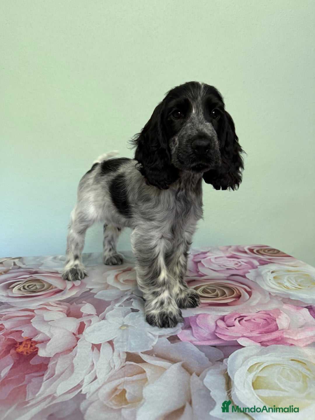 Cocker Spaniel Inglés perros en venta: Preciosos machos cocker inglés  - Imagen 7