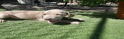 Weimaraner perros en venta: BRACO DE WEIMAR - Anuncio 7