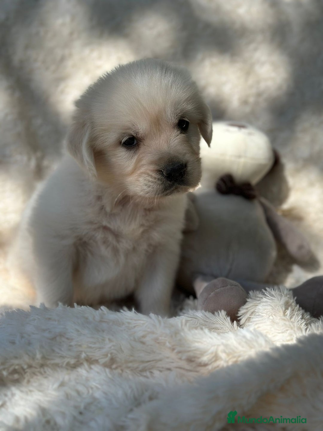 Golden Retriever perros en venta: Golden Retriever macho  - Imagen 1