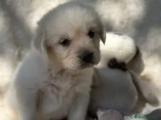 Golden Retriever perros Golden Retriever macho - Anuncio 8