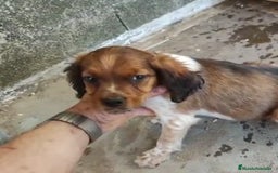 Épagneul Breton perros en venta: EPAGNEUL BRETON. CACHORROS  - Imagen 4