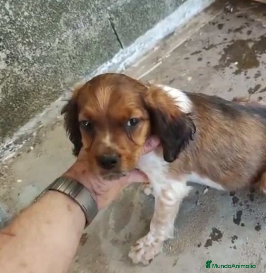 Épagneul Breton perros en venta: EPAGNEUL BRETON. CACHORROS  - Imagen 4