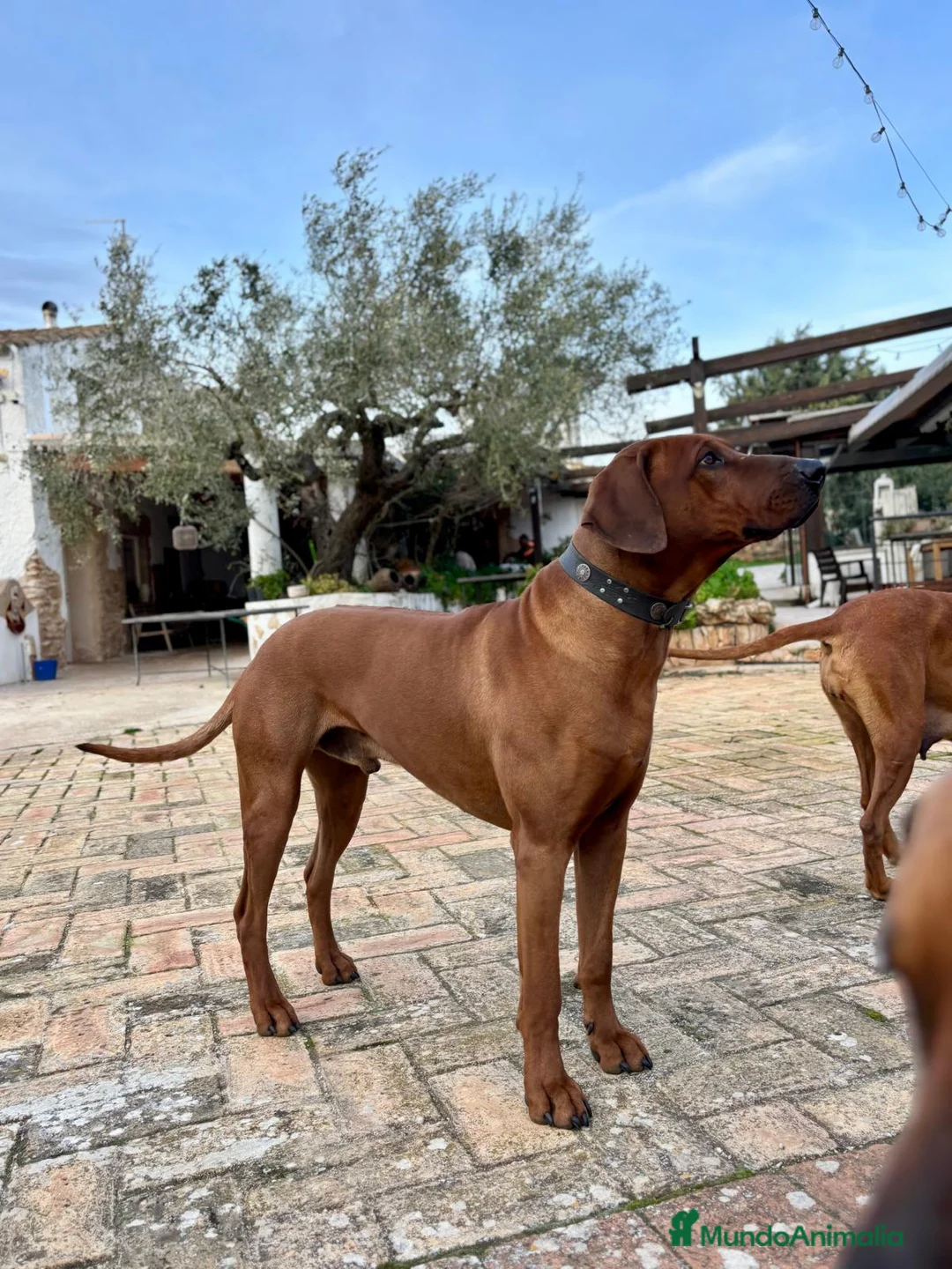Rhodesian Ridgeback perros en venta: Rodhesian Ridgeback cachorros - Anuncio 4