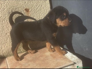 Rottweiler perros PRECIOSA CAMADA DE ROTTWEILER - Anuncio 1